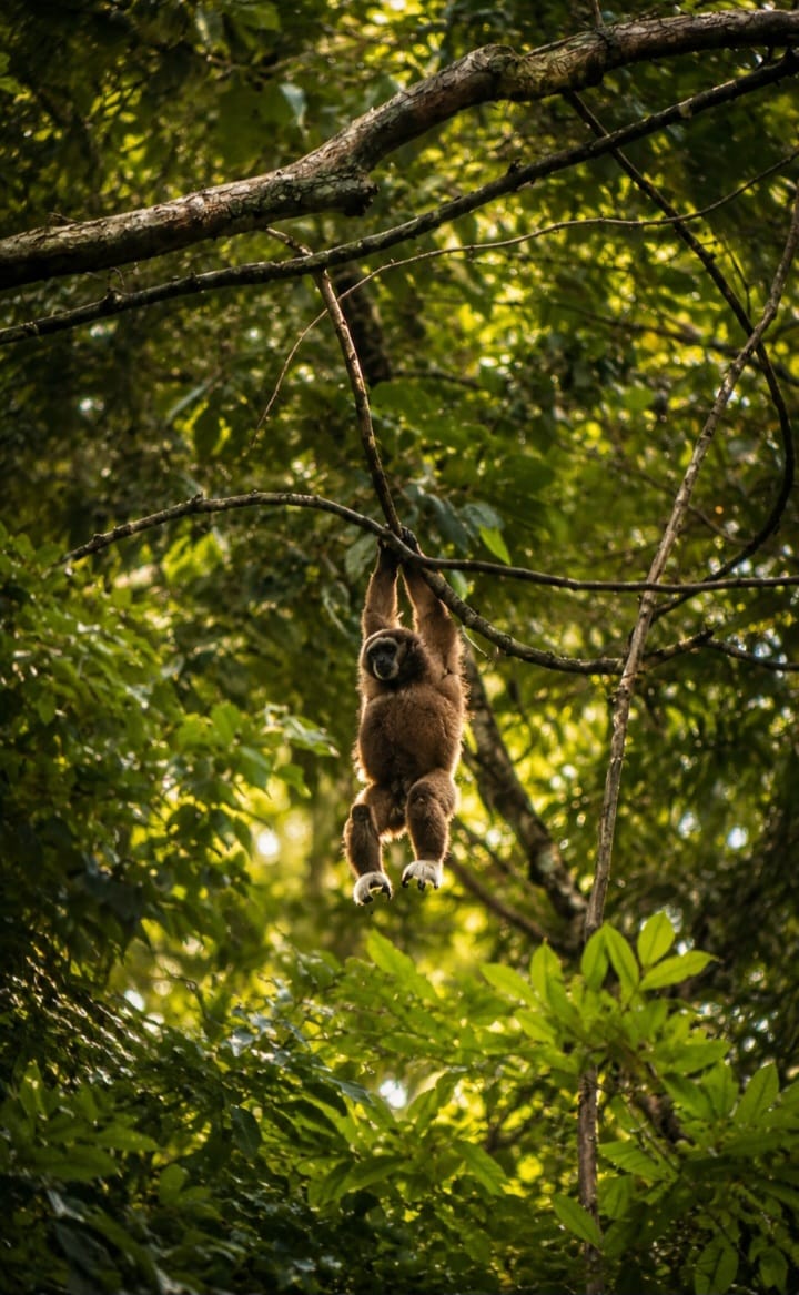 1 Day Orangutan Trek
