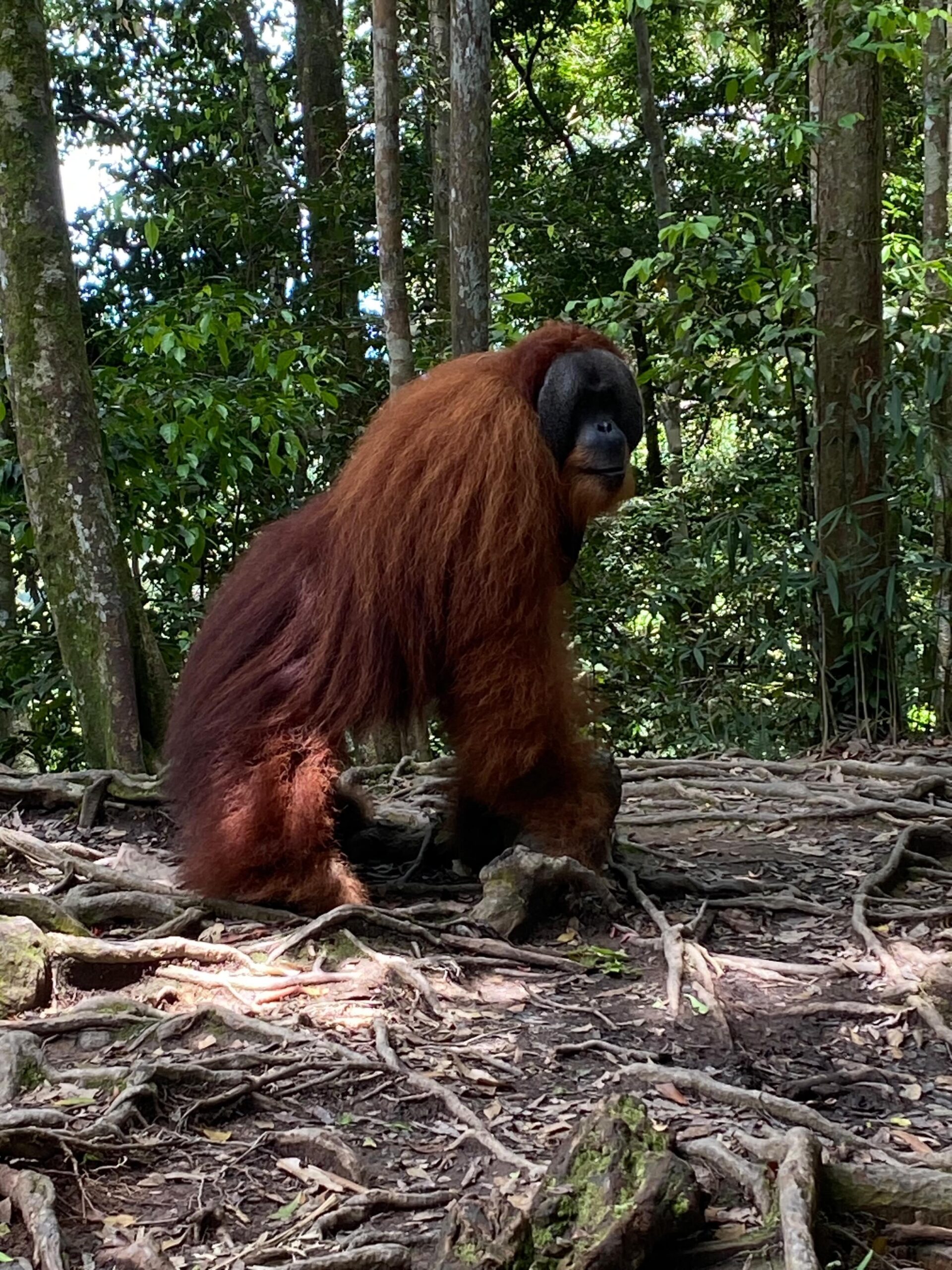 3 Day Jungle Trek