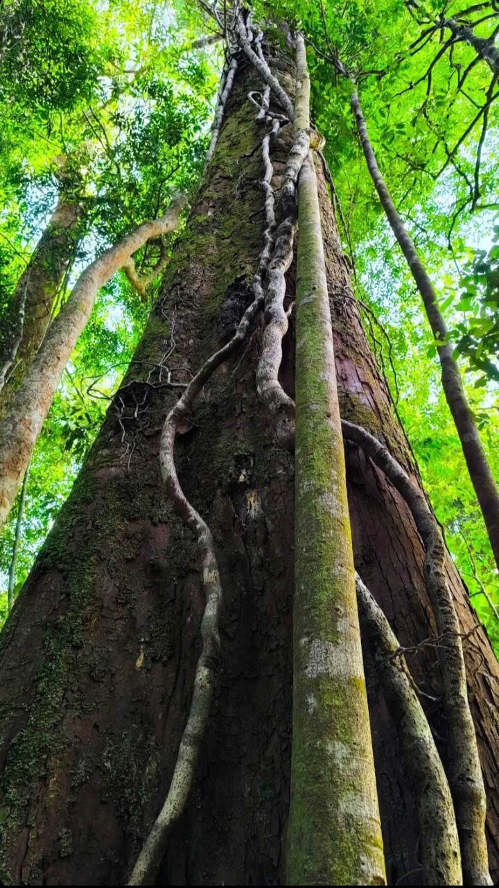4 Day Deep Jungle Trek