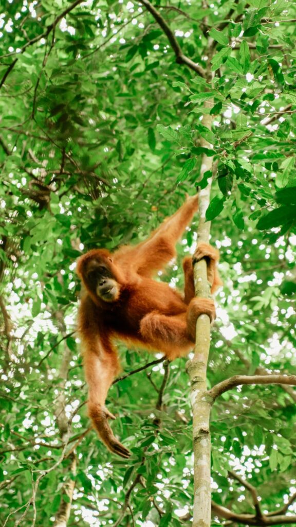 orangutan-1-day